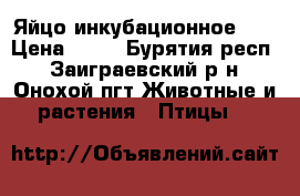 Яйцо инкубационное yt › Цена ­ 10 - Бурятия респ., Заиграевский р-н, Онохой пгт Животные и растения » Птицы   